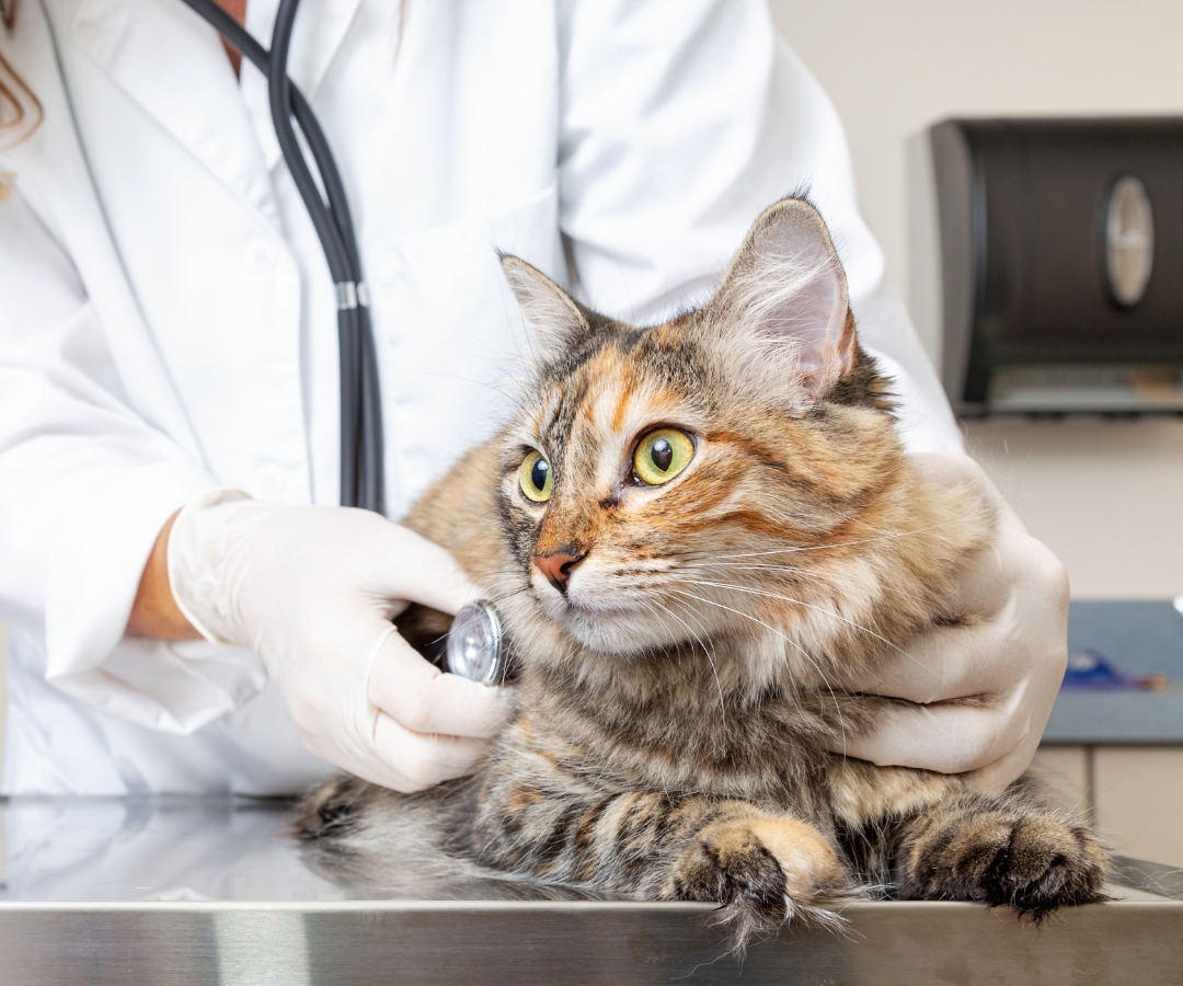 Best Veterinary Hospital In Goodyear, AZ Legacy Animal Hospital