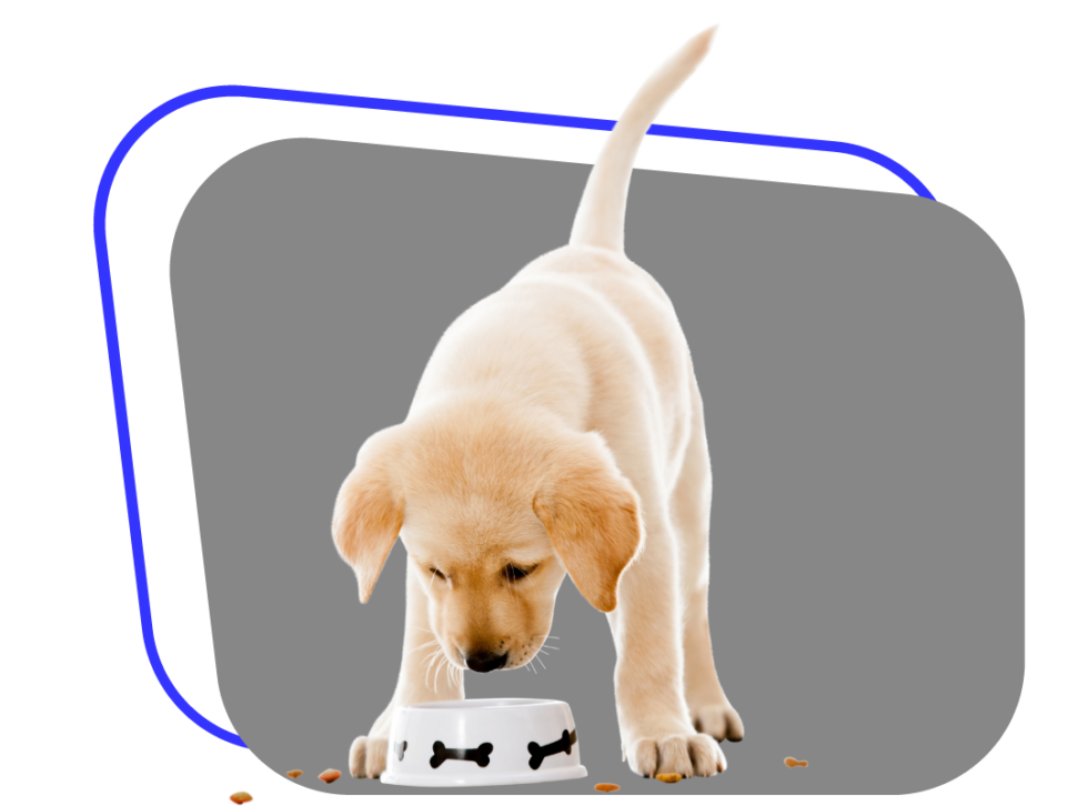 Best Veterinary Hospital In Goodyear, AZ Legacy Animal Hospital