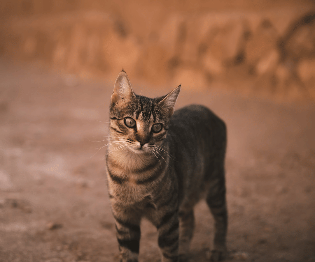 Veterinarian In Goodyear, AZ 80206 Legacy Animal Hospital