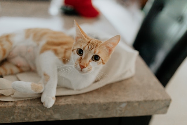 a cat lying on a towel