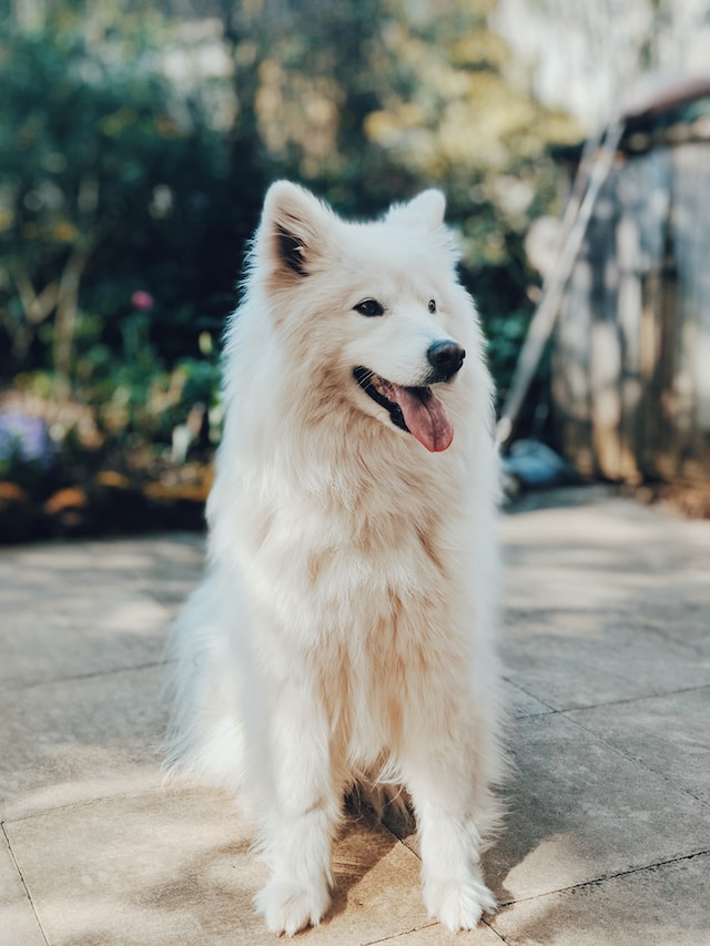 a white dog sitting on a patio