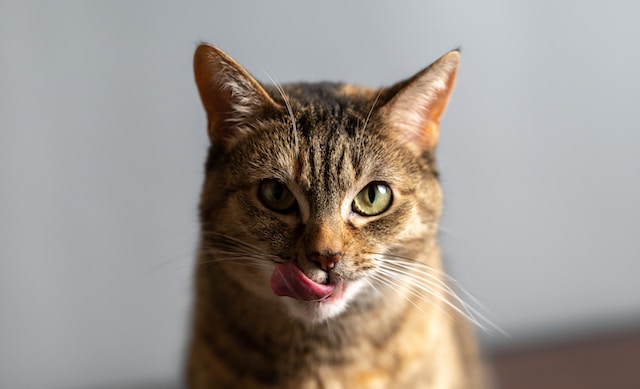 a cat licking its lips