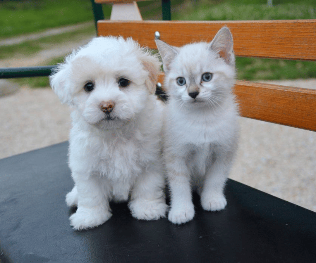 puppy and kitten sitting on table