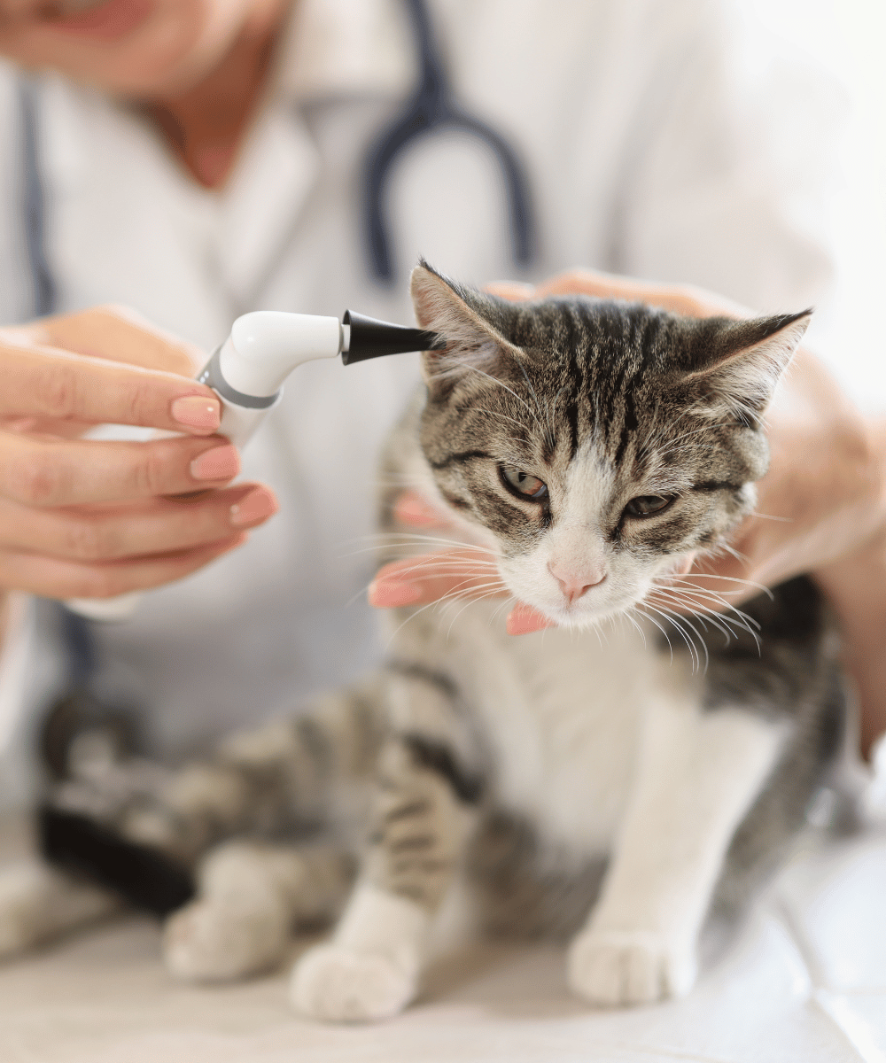 vet Diagnostics cat ear