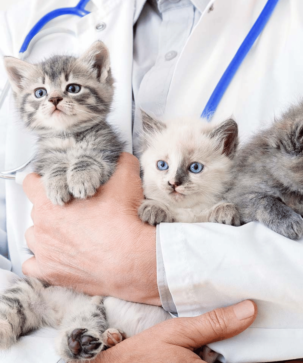 vet hold three kittens