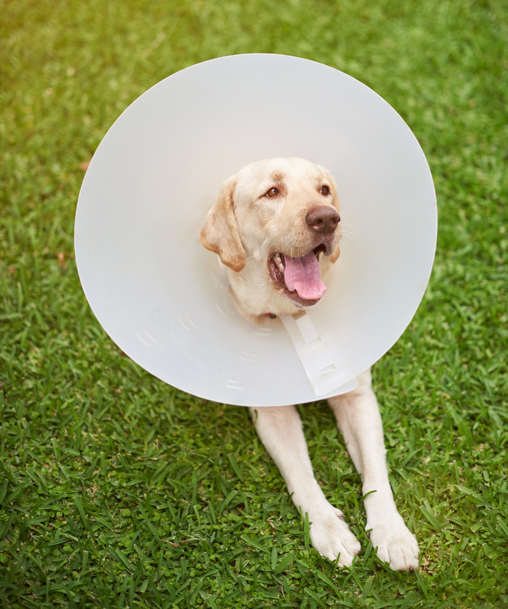 dog wearing cone laying in grass