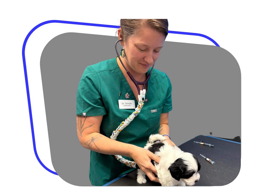 A woman in a green scrub top gently holds a small dog